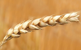 В Ульяновской области экспорт зерна увеличился в 2,4 раза