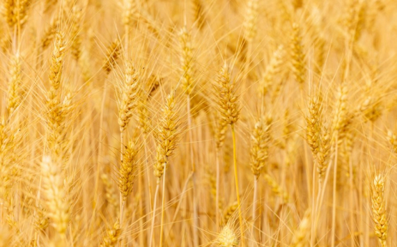 Ульяновская область экспортировала более 23 тыс. тонн зерновых и масличных культур