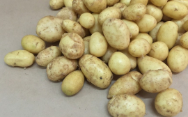 В Ульяновской области посадят больше картошки и свеклы