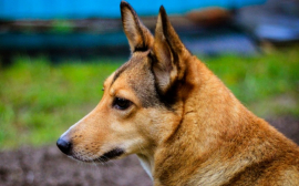 Власти Ульяновска потратят на отлов бродячих собак 10 млн рублей