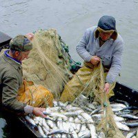 В Ульяновской области инициировали запрет на траловый лов рыбы
