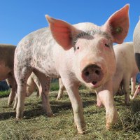 Самарскую свинину запретили завозить в Беларусь