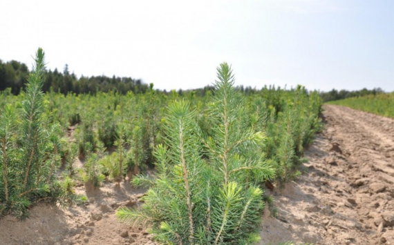 В Ульяновской области стартовали лесовосстановительные работы