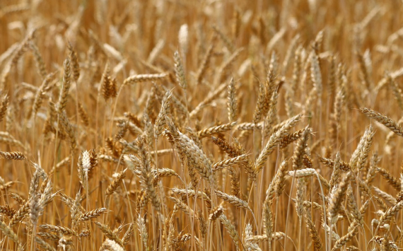 Россия сохранит мировое лидерство по экспорту пшеницы