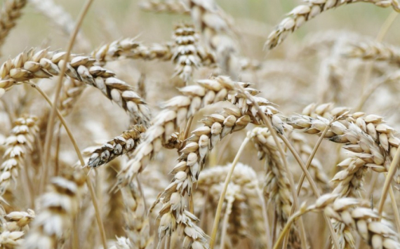 В Ульяновской области аграрии собрали 1,2 млн тонн зерна