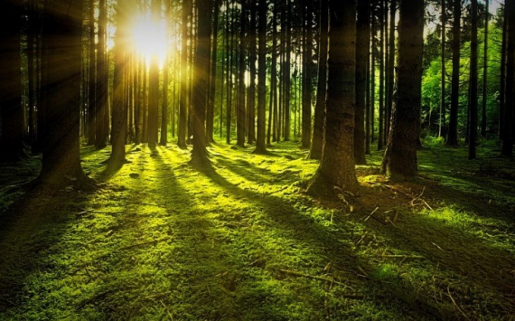 В 2022 году леса Ульяновской области будут оцифрованы