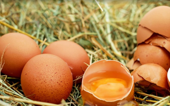 В Димитровграде в фабрику по производству яиц вложат 980 млн рублей