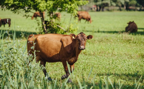 Власти Ульяновской области хотят закупить племенных коров в Беларуси