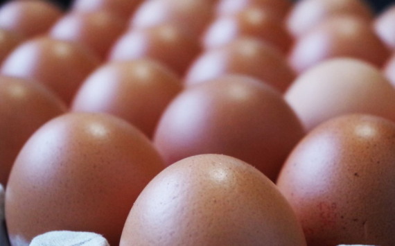Ульяновская область вышла в лидеры ПФО по производству яиц