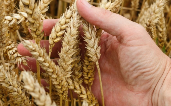 Ульяновская область экспортировала 43 тыс. тонн зерна