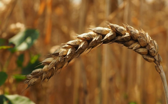 В Ульяновской области валовый сбор зерна превысил 2 млн тонн