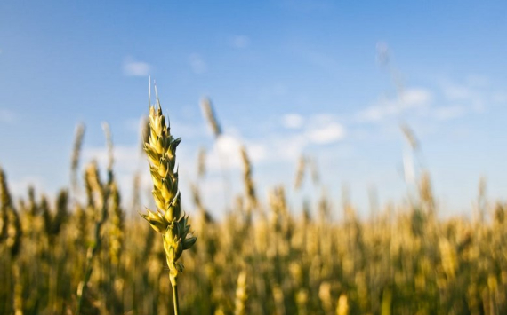 В Ульяновской области аграрии получат по 5 млн рублей за достижение высокой урожайности