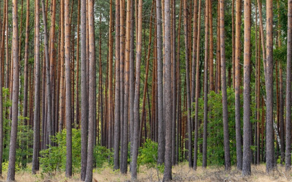 В Ульяновской области в бюджет за использование лесов поступило 148 млн рублей