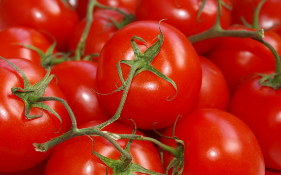 Минсельхоз: Российские томаты стали дешевле импортных